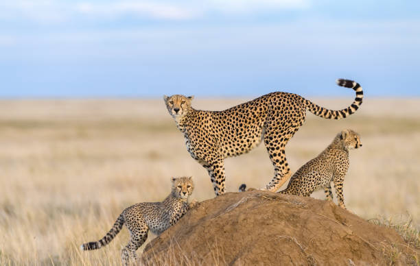 Serengeti Wildlife